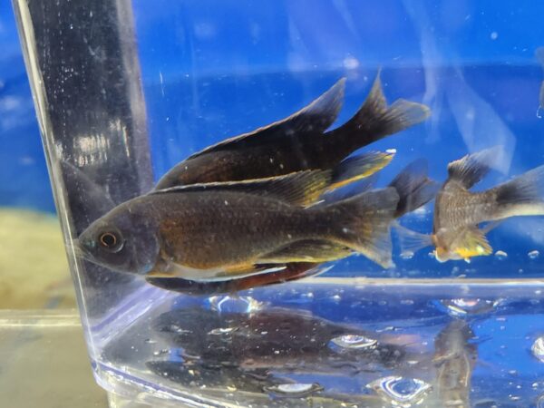 A fish is sitting in an aquarium with its reflection.