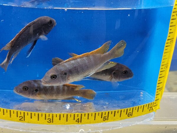 A group of fish in an aquarium with a measuring tape.