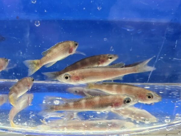 A group of fish in an aquarium with bubbles.