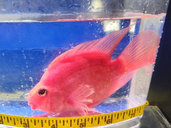 A pink fish is in a bowl with a measuring tape around it.