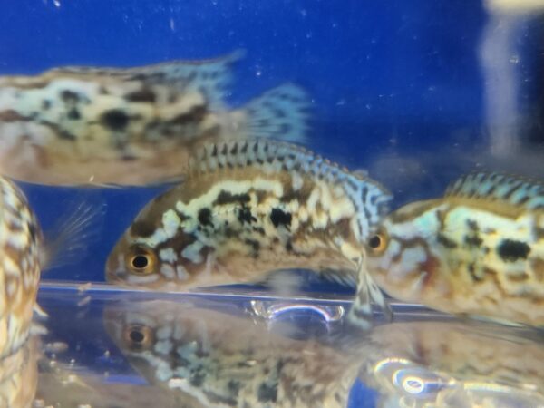 A group of fish swimming in the water.