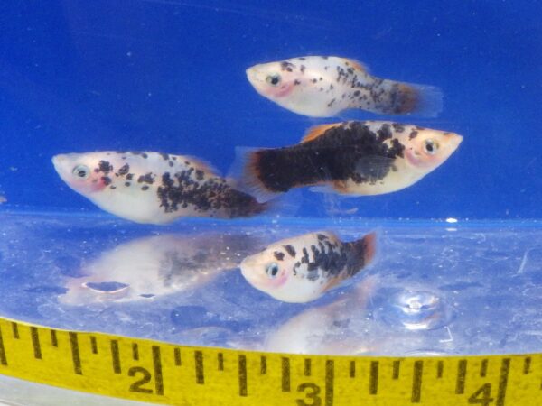 Redtail "Crystal" Dalmatian Platy Med