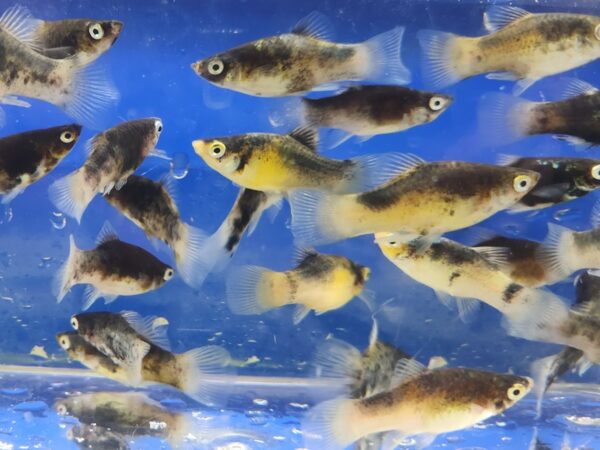 A group of fish swimming in an aquarium.