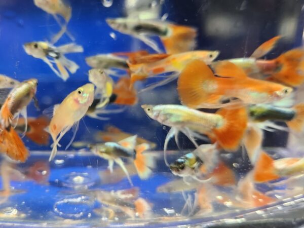 A group of fish swimming in an aquarium.