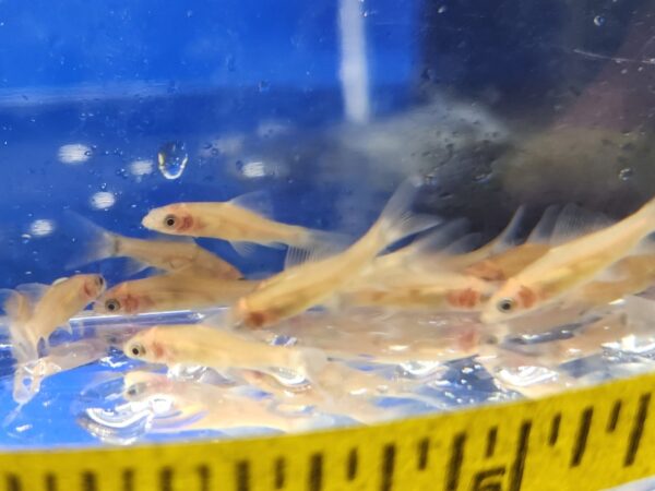 A group of fish in an aquarium with a measuring tape.