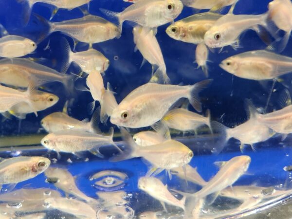 A group of fish swimming in an aquarium.