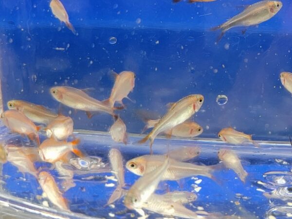 A group of fish swimming in an aquarium.