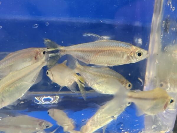 A group of fish in an aquarium with blue water.