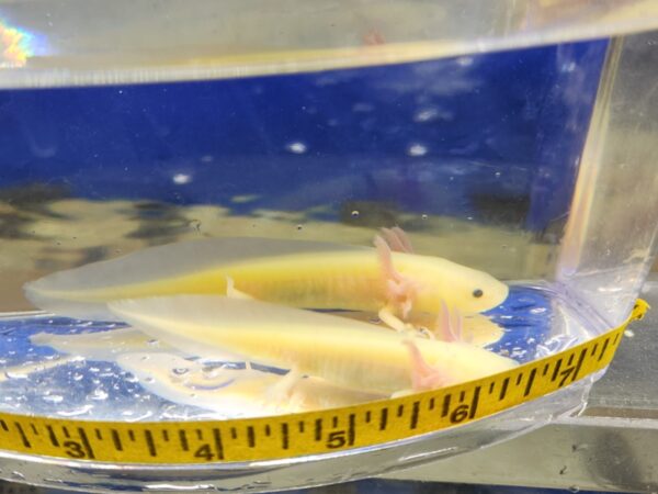 A couple of yellow fish in a bowl.