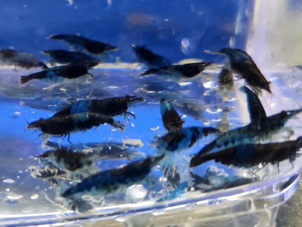 A group of fish swimming in an aquarium.