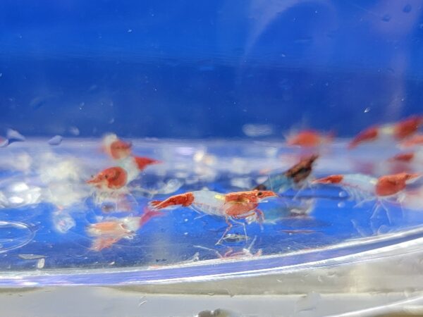 A group of fish swimming in an aquarium.