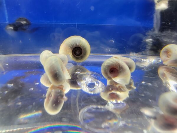 A group of small fish in an aquarium.