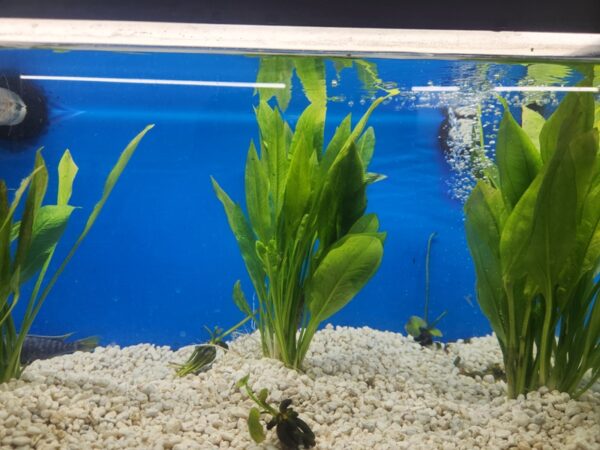 A fish tank with some plants in it