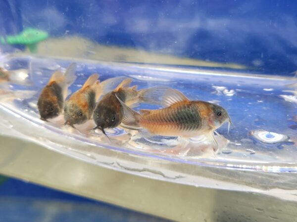 A group of fish in a plastic container.