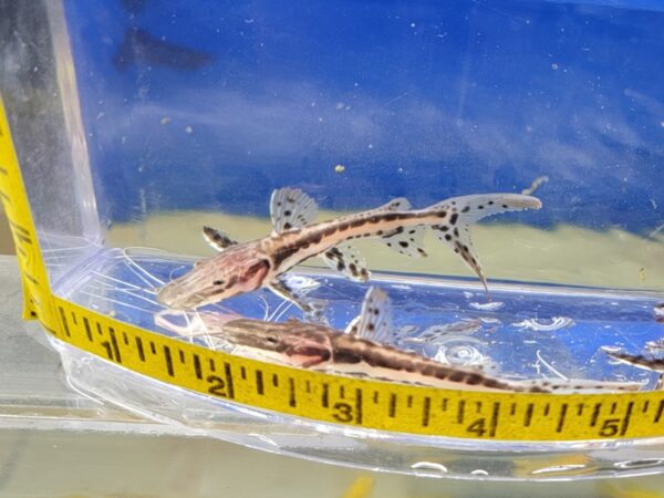 A couple of small lizards in a bowl.