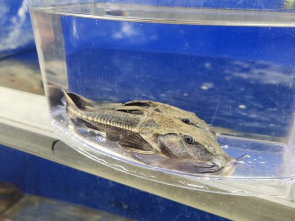 A fish is sitting in an aquarium on the ledge.