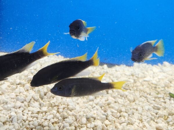 A group of fish swimming in the water.