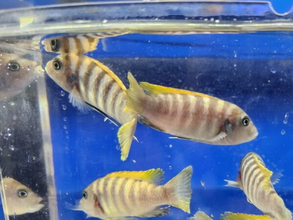 A group of fish swimming in an aquarium.