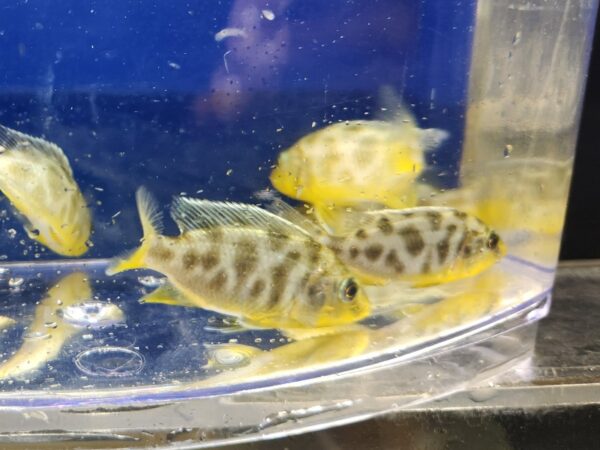 A group of fish in an aquarium with blue water.