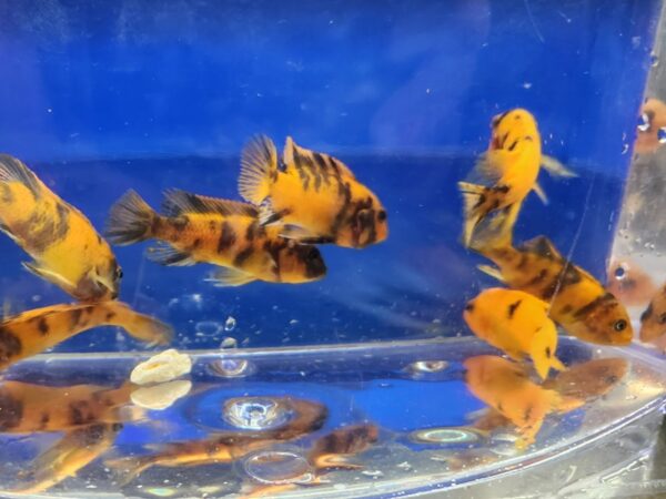 A group of fish swimming in an aquarium.