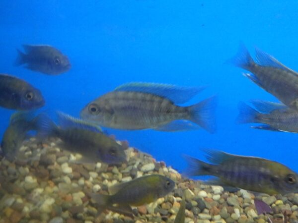 A group of fish swimming in the water.