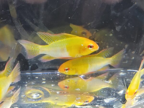 Two yellow fish are swimming in a tank.