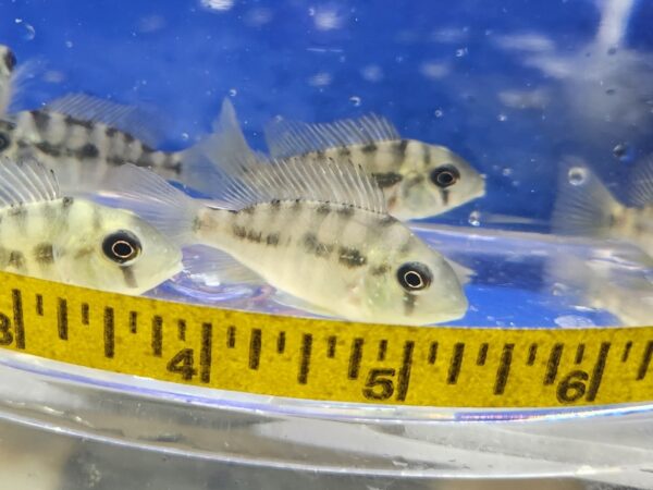 A group of fish in a bowl with a measuring tape.