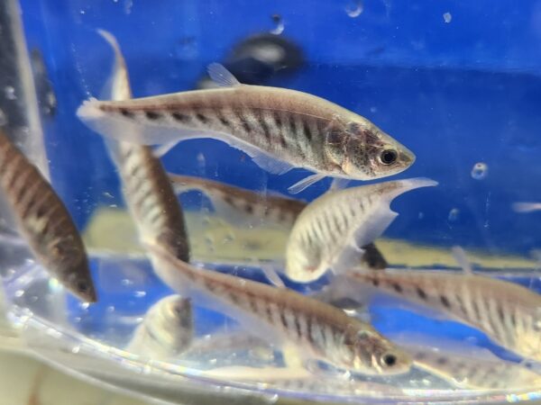 A group of fish swimming in an aquarium.