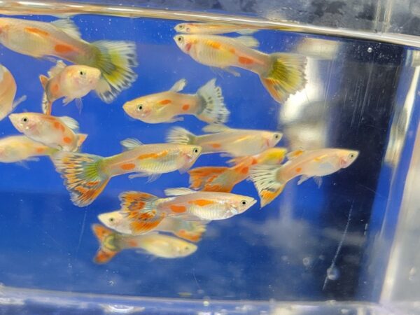 A group of fish swimming in an aquarium.