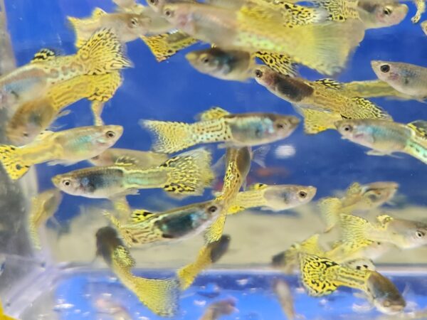 A group of fish swimming in the water.