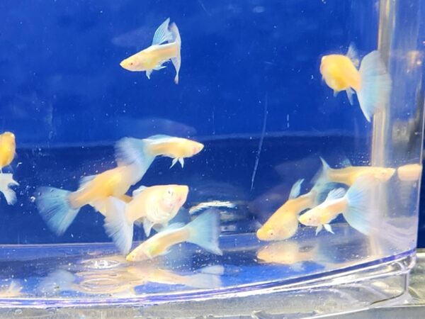 A group of fish swimming in an aquarium.