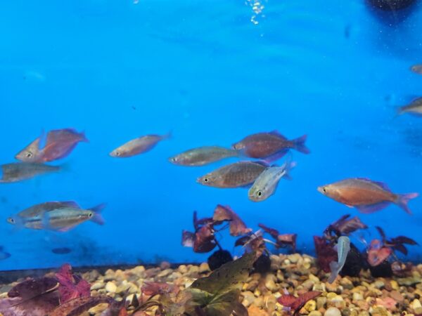 A group of fish swimming in the water.