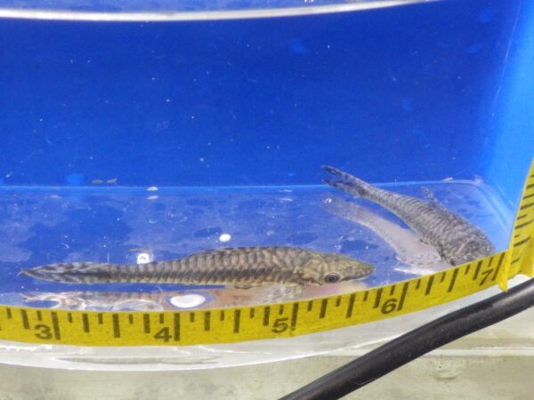 Giant Otocinclus Reg