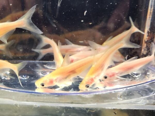 A group of fish in a bowl on the table.