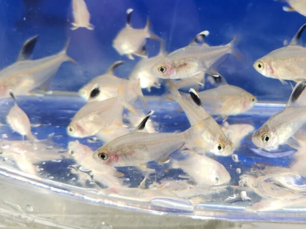 A group of fish in an aquarium with water.