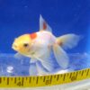 Red & White Oranda Goldfish Reg