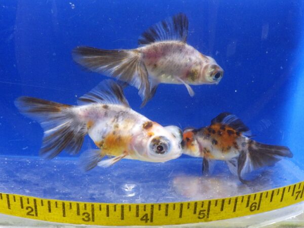 Calico Butterfly Telescope Goldfish Reg