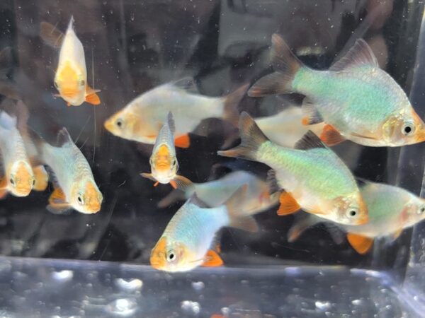 A group of fish in an aquarium with one being orange.