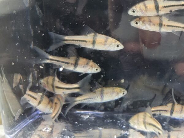 A group of fish in an aquarium with water.