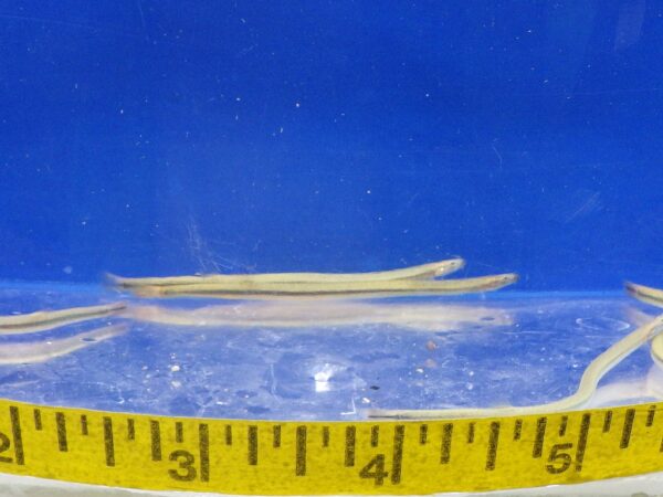 Gold Kuhlii Loach Reg