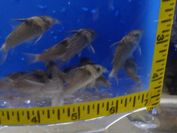 A group of fish swimming in an aquarium.