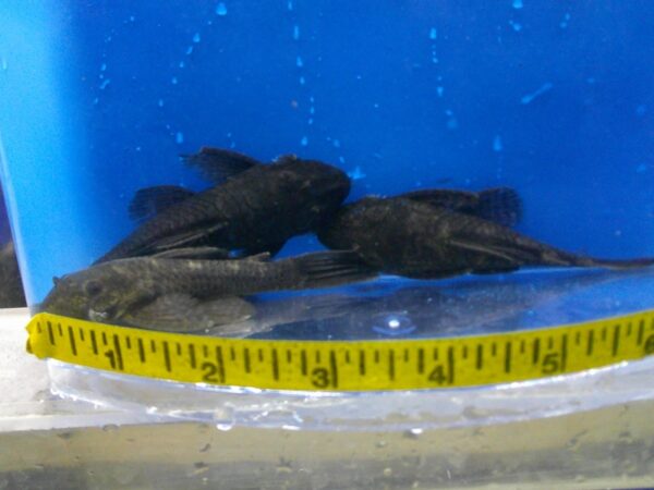 A couple of black fish are in the water