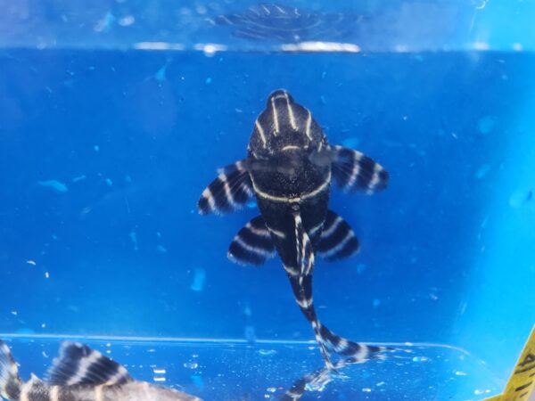 A black and white striped fish swimming in an aquarium.