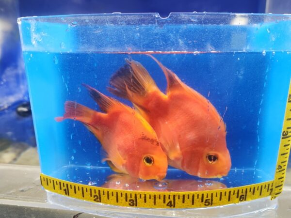 Two goldfish are in a bowl with tape measure around it.