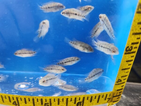 A group of fish in a blue container with a measuring tape.