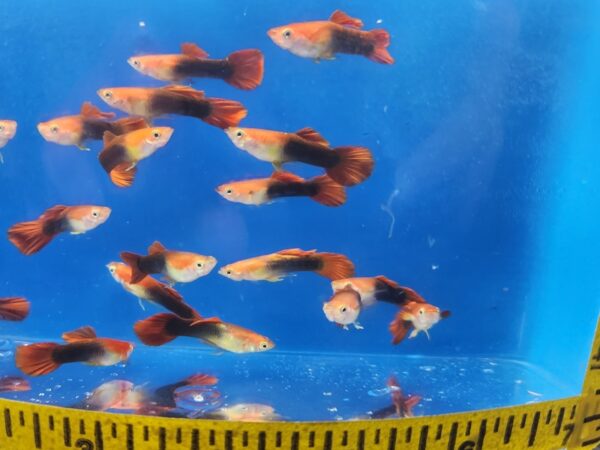 A group of fish swimming in an aquarium.