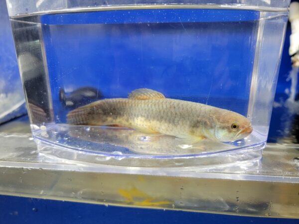 A fish is sitting in an aquarium with its head inside.