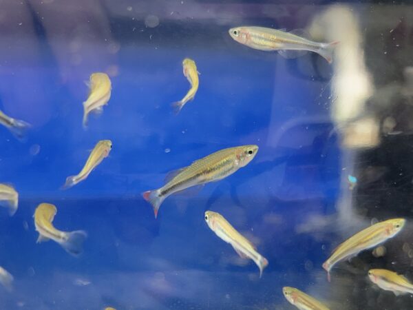 A group of fish swimming in an aquarium.