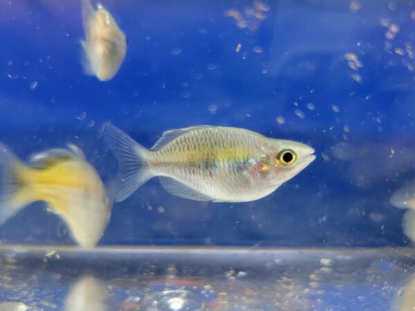 A fish swimming in an aquarium with other fish.