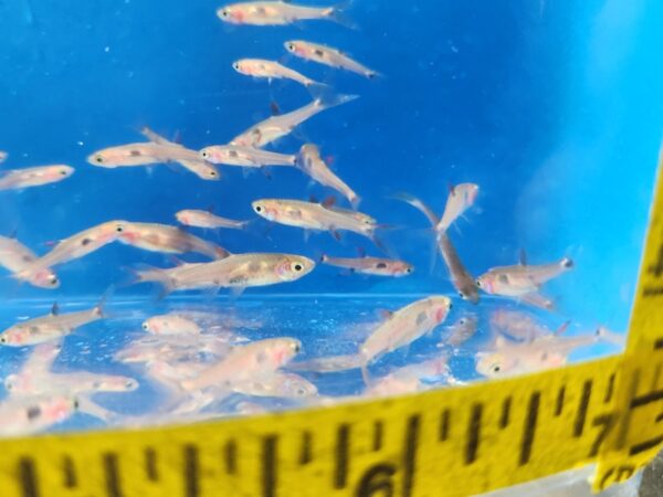 A group of fish swimming in an aquarium.